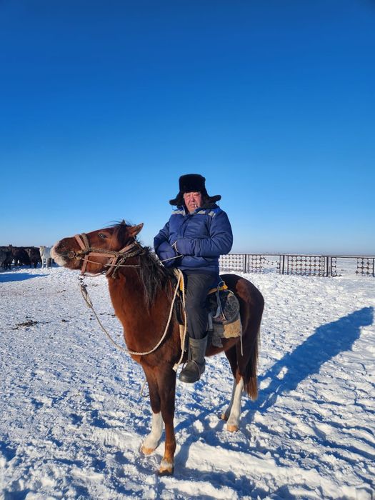 Айғыр сатылады 4 жасар