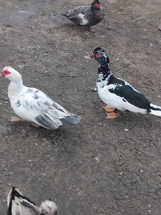 Vând rațe mute/ leșesti!