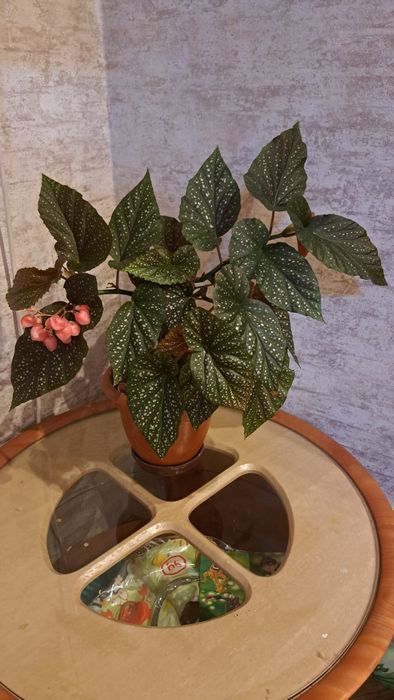 Комнатные  цветы