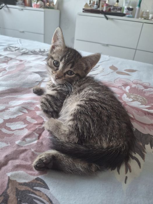 Котета подарявам