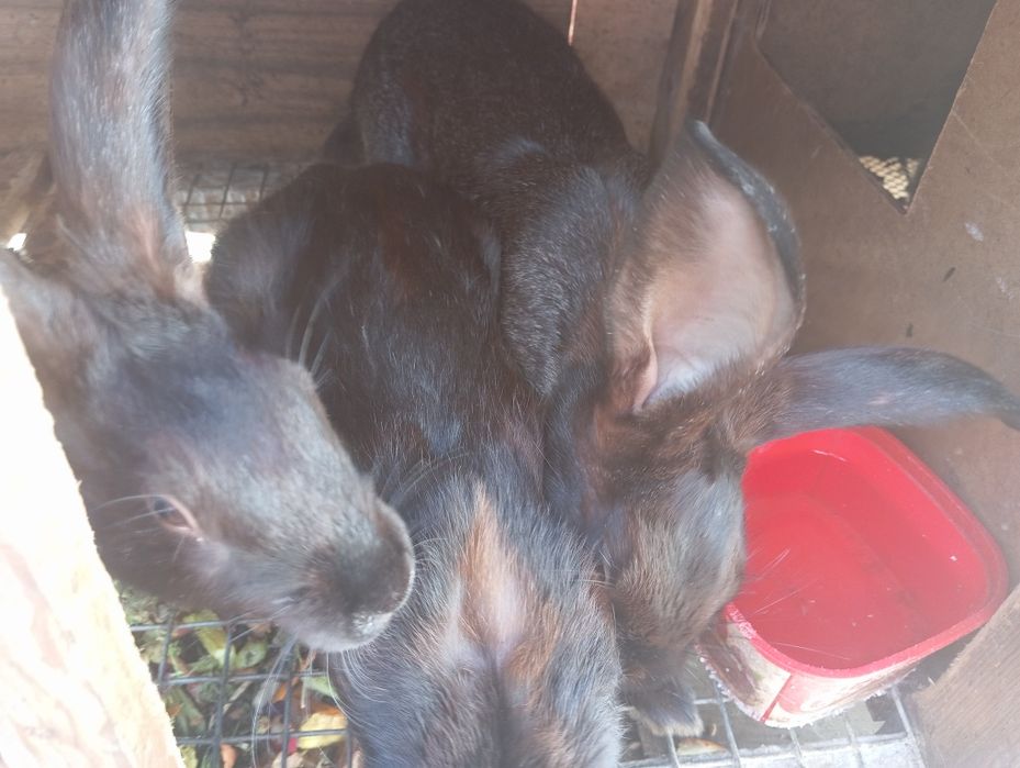 Кролики, самцы и самки