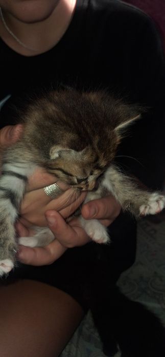 отдам котят бесплатно