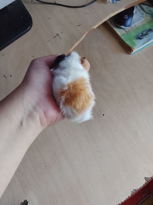 Морские свинки подростки