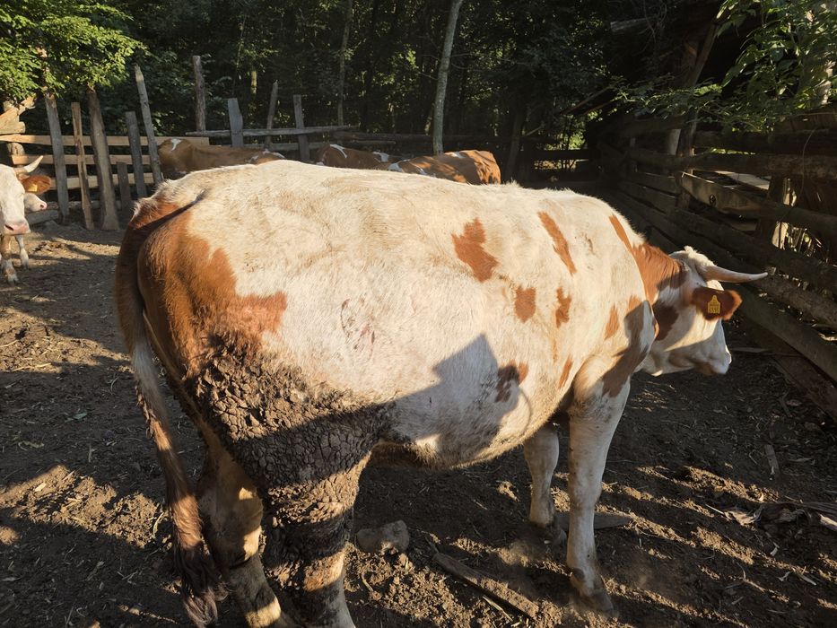 Vaca gestanta (juninca la prima fatare) rasa  baltata romaneasca
