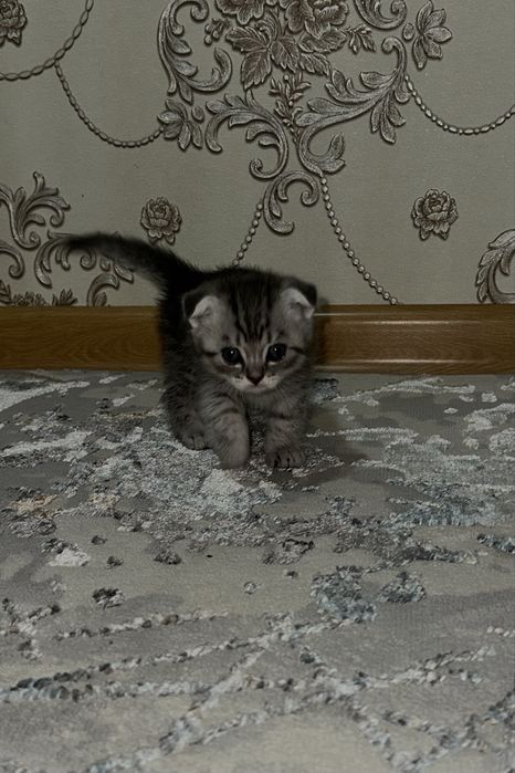 Шотландский мысык