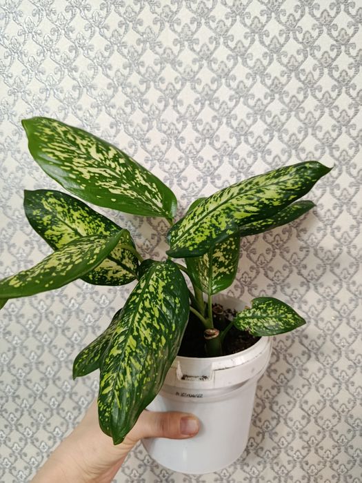 Продам комнатные растения