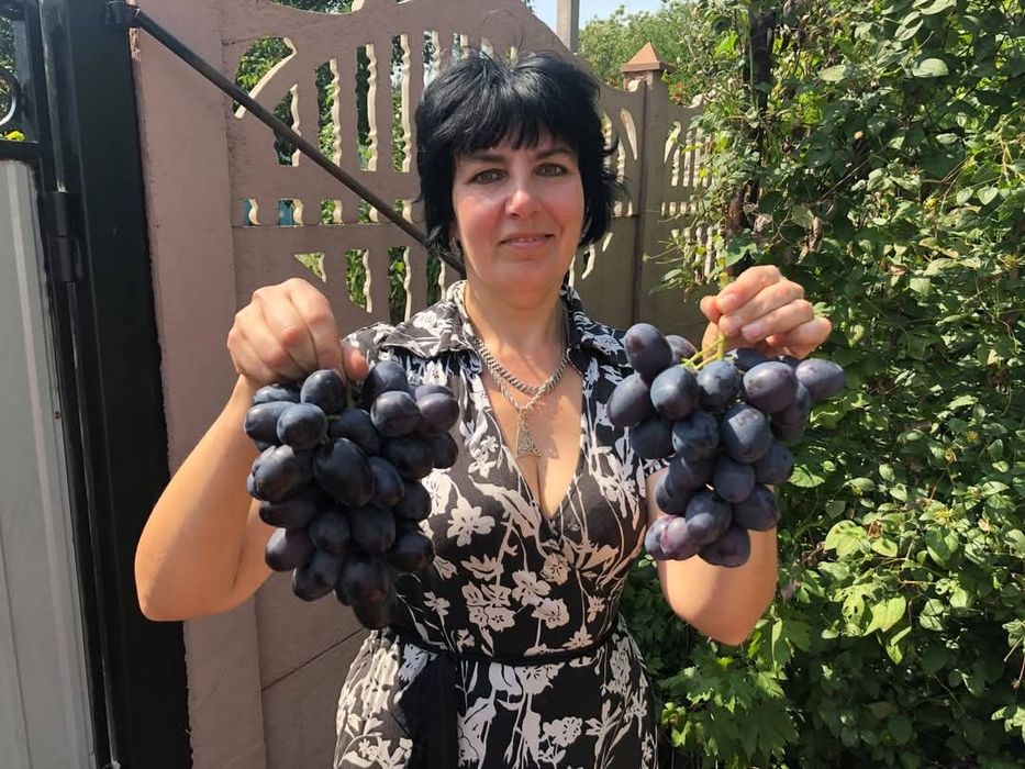 Podarok Nesvetaia vita de vie