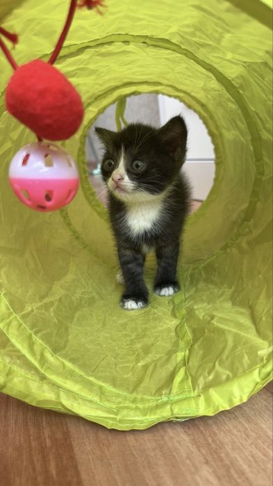 кошка, котенек маленький