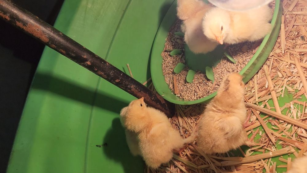 Домашние яйца есть брама можно на икубатор привитые цена договорная зв