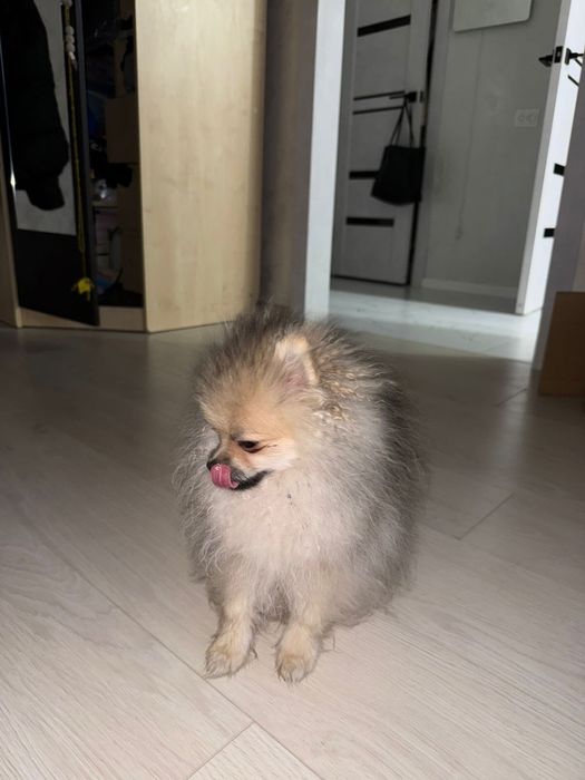 Продам щенка мини щпица