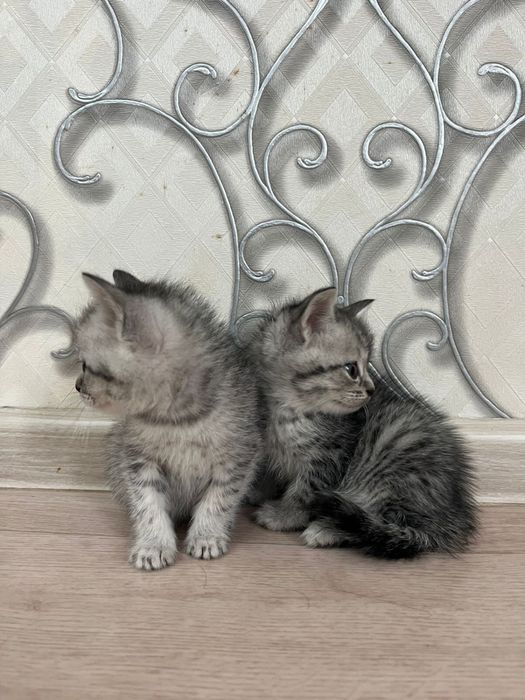 Котенке, мысыктар