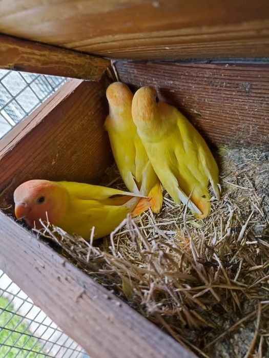 Papagali agapornis puiuti amorezi