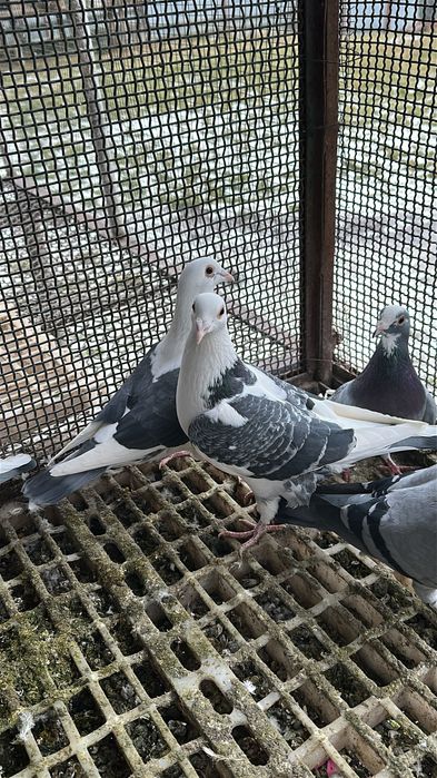 Vând porumbei,porumbei zburati,citiți descrierea