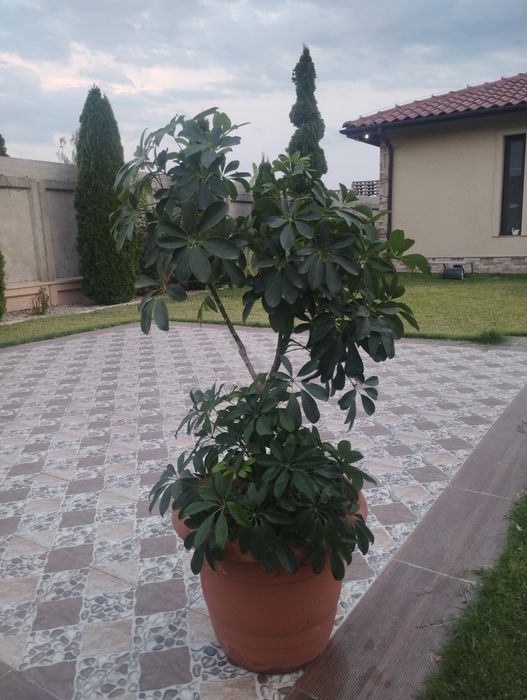 Продавам палма шефлера