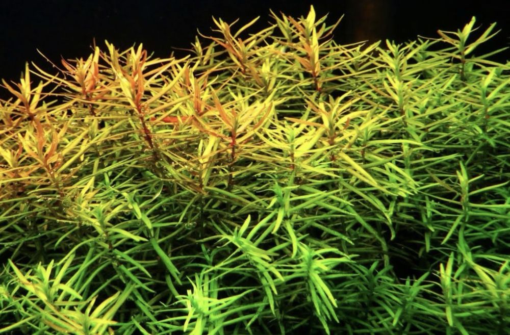 Plante acvariu pachet + cadou tablete nutritive radacini