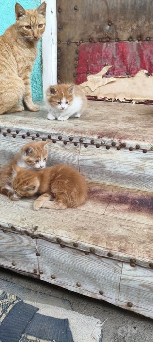 Отдам котят в хорошие руки