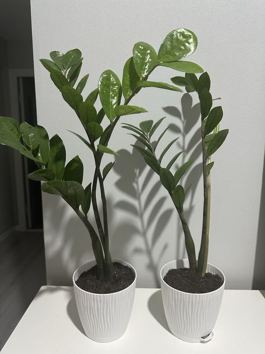 замиокулькас / долларовое дерево