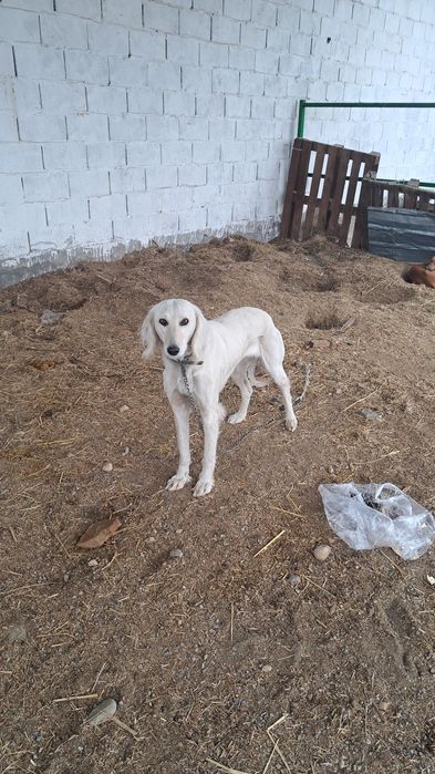 Тазы сатылады ұрғашы