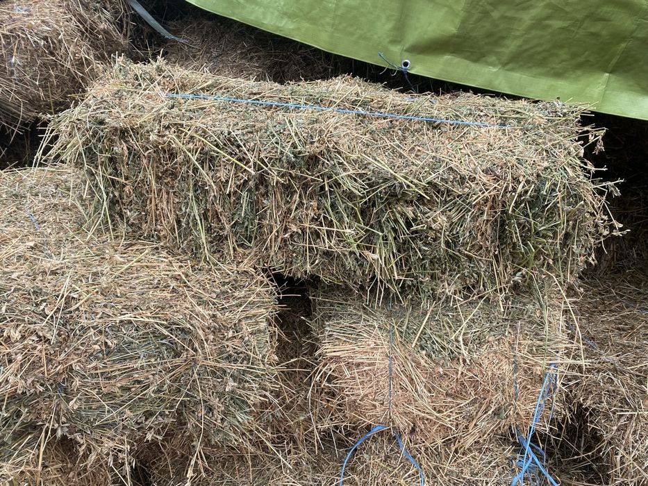 Baloti lucerna de vanzare!