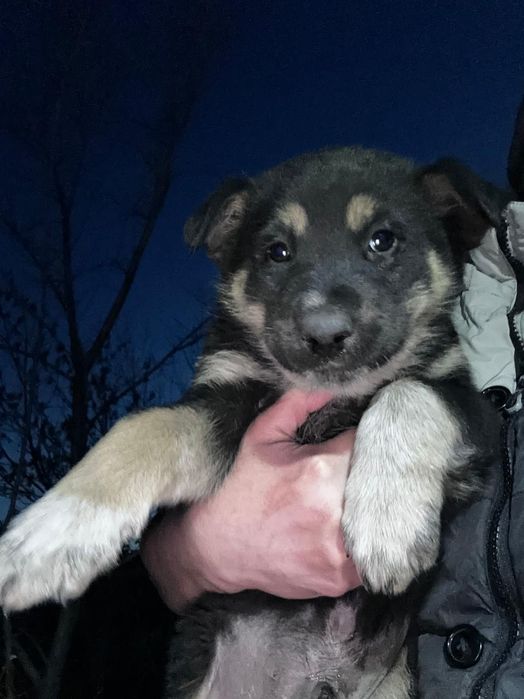 Отдам в хорошие руки