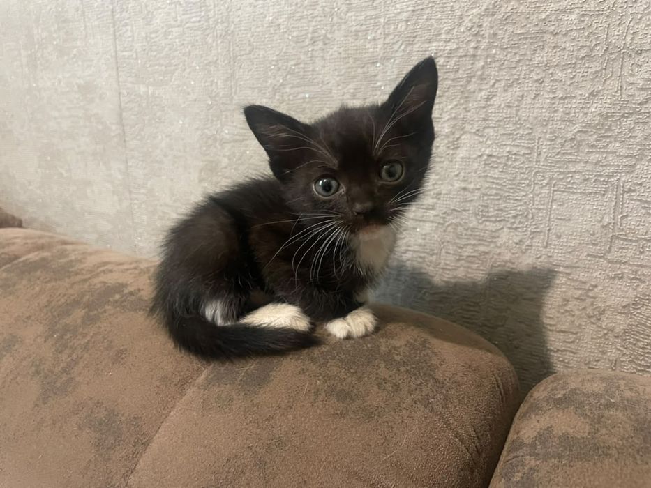 Котята красивые и ручные