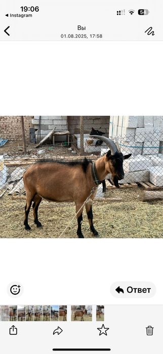 Алпі теке сатылады