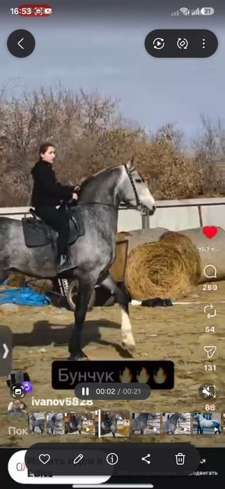 Продам лошадей орловские