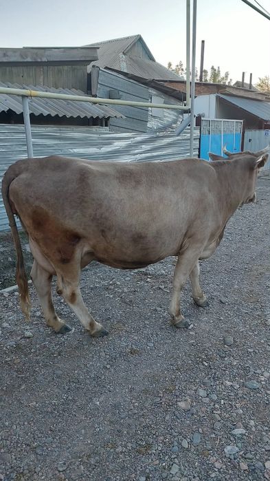 Продам корову с теленком