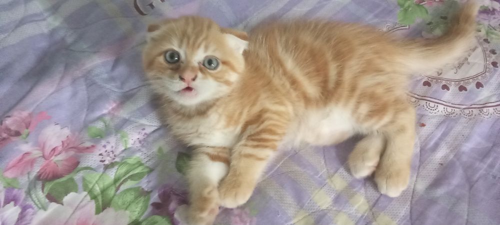 Веслоухий котенок