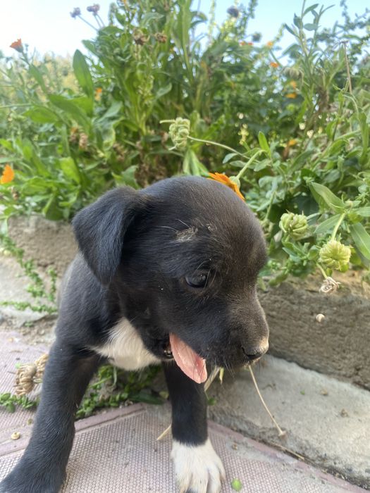 Спаниель щенок девочка