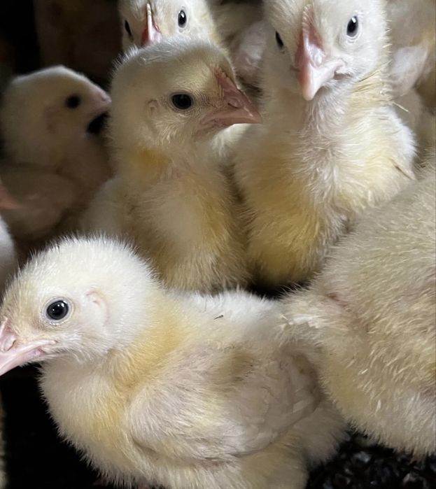 28 наурыздан бастап кустар сатылымда!!