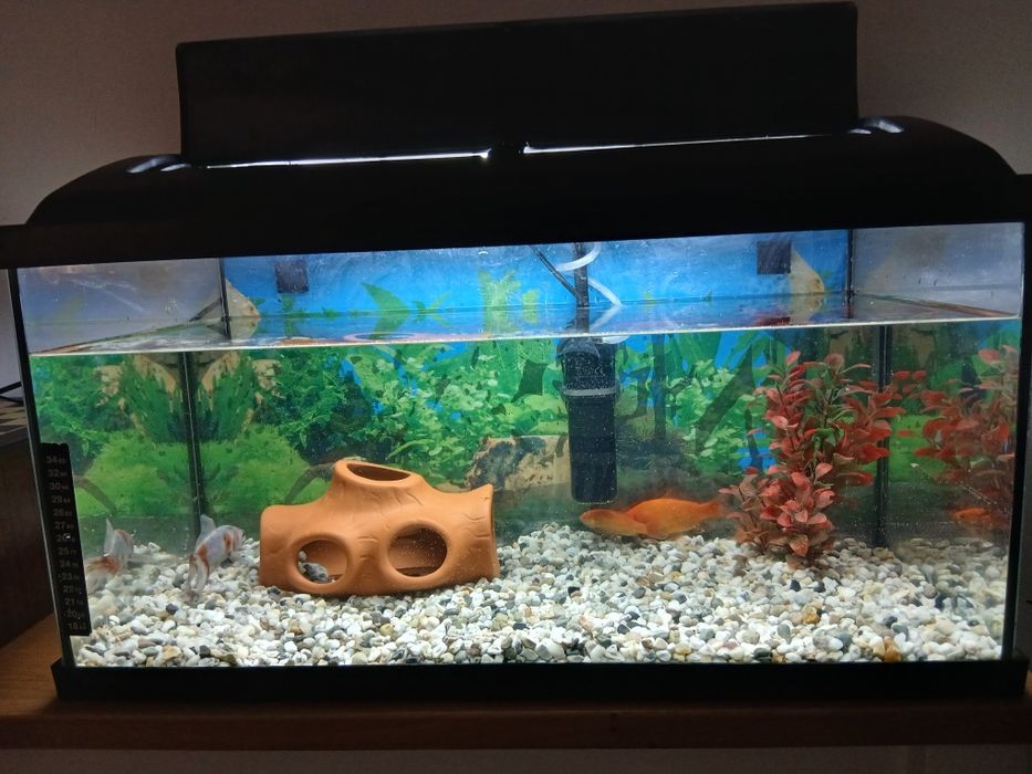 Acvariu cu pești
