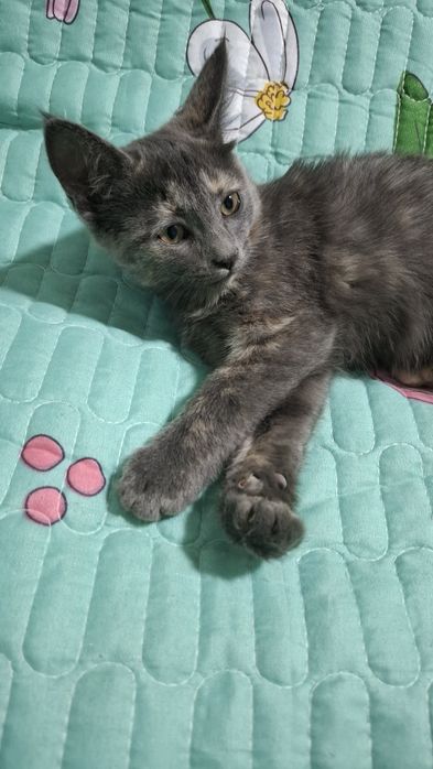 Отдам даром кошка.