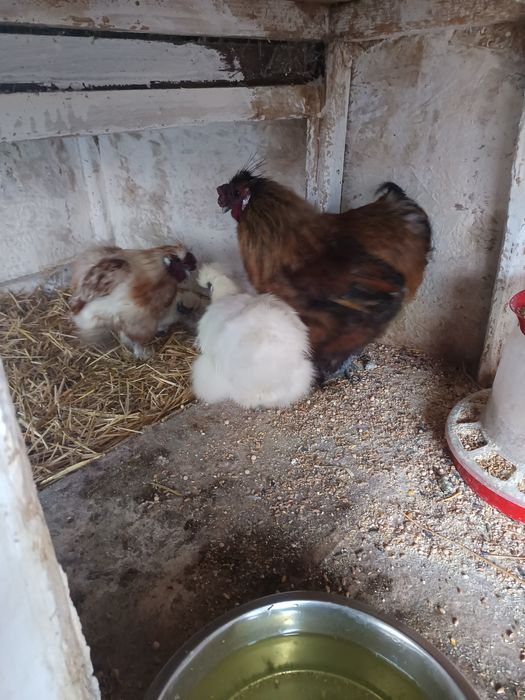 Oua incubat Mătase japoneza