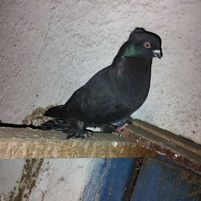 Продам голубей.  Красивые.