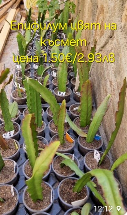 Стайни и градински растения на супер цени.