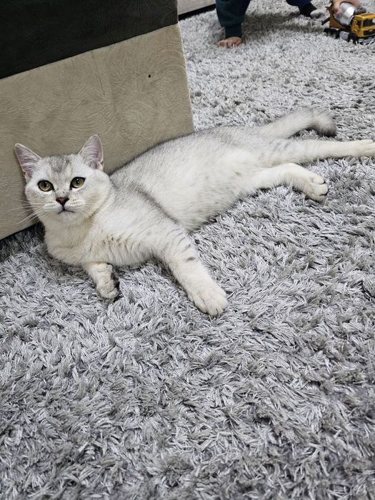 Чистокровная шиншилла