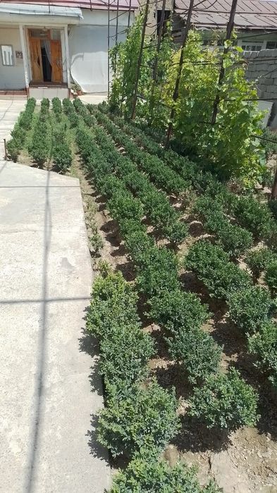 Шамшод кўчатлари сотилади. Турли хил катталикдаги шамшодлар бор, бирин