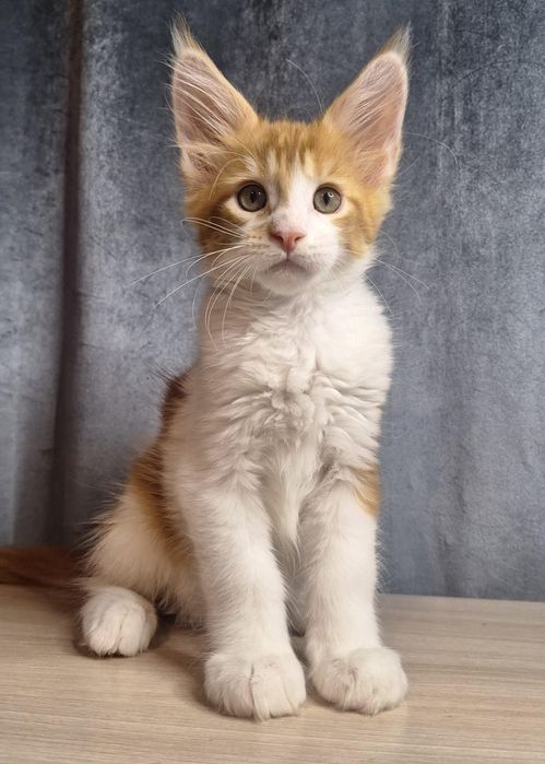 Предлагаются котята мейн-кун!