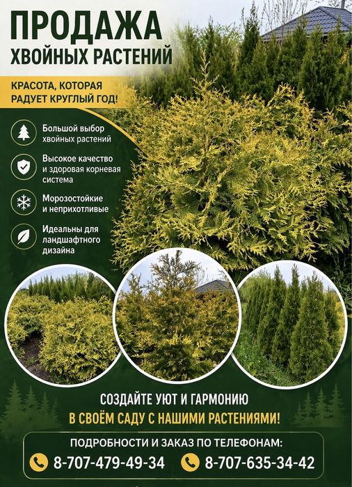 Продажа хвойных деревьев,