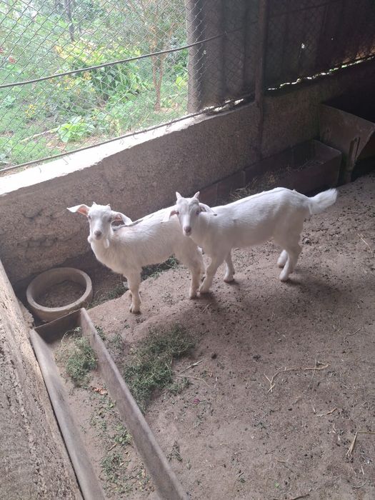 Продаётся козье молоко