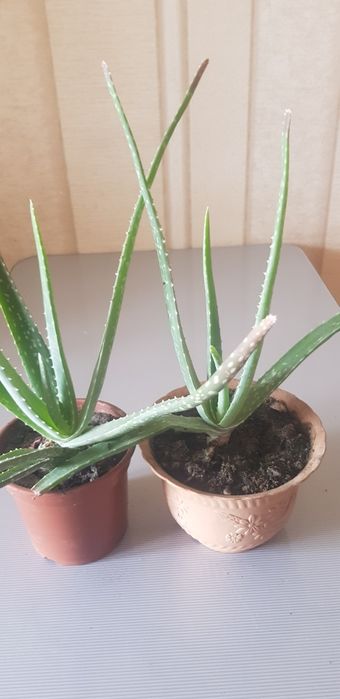 Комнатные  цветы  Алое вера