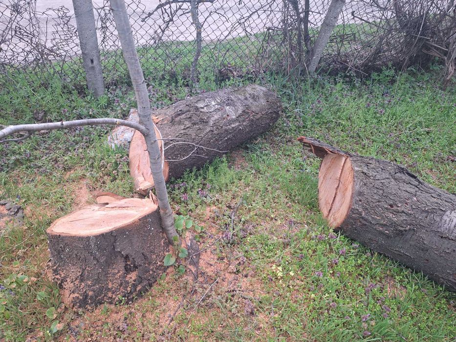 Дървен материал череша