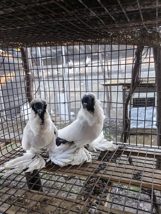Шмалкалденски монахини