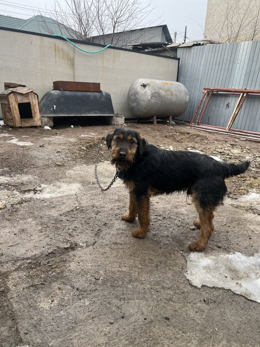 Продам ягдтерьер