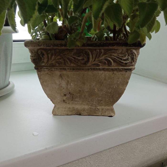 Продам комнатные растения мята