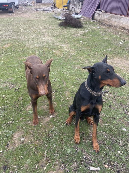 Щенки Добеман