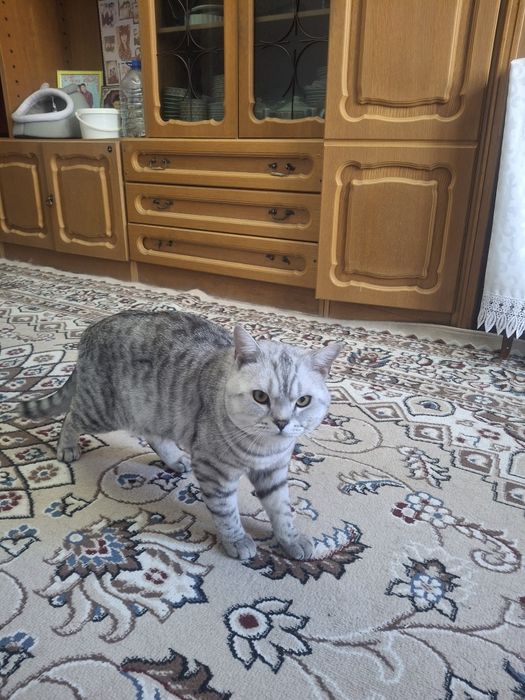 Оддам даром бесплатно