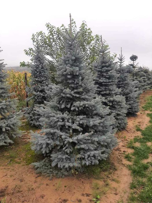 Vând Brazi Normandieni Naturali – Livrare Gratuită