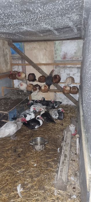 Продавам неми патици,,юрдечки,яйца,и малки.